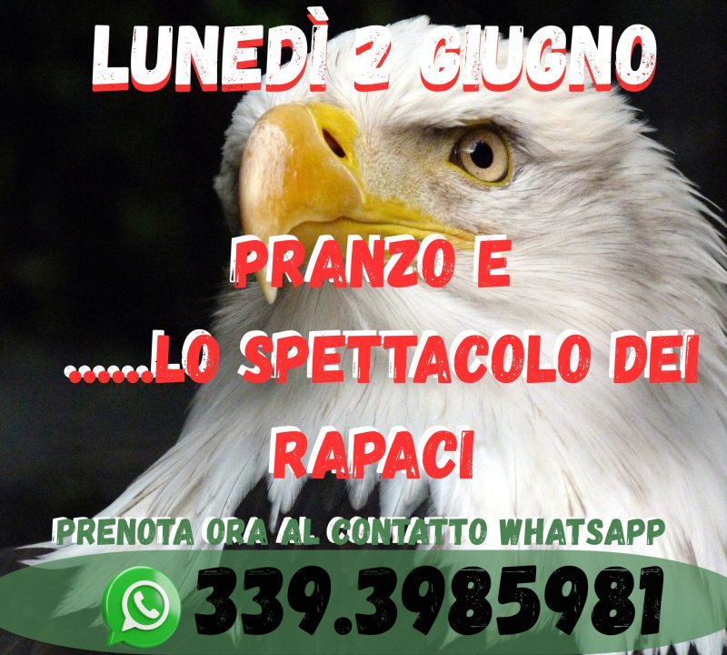 2 giugno-Spettacolo di rapaci