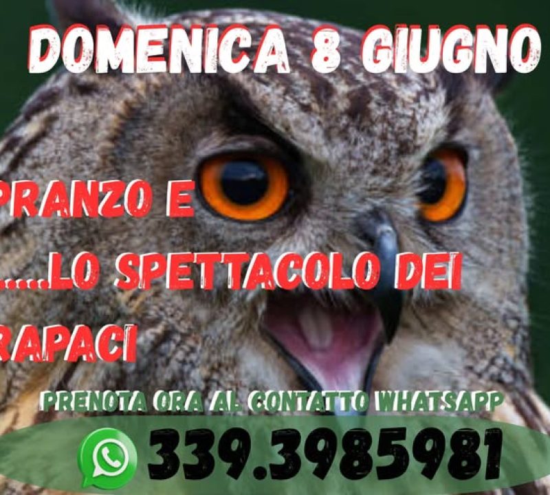 Spettacolo_Rapaci_8-giugno-2025